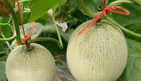 瓜州蜜瓜成熟时间解析（蜜瓜种植的秘诀与技巧）