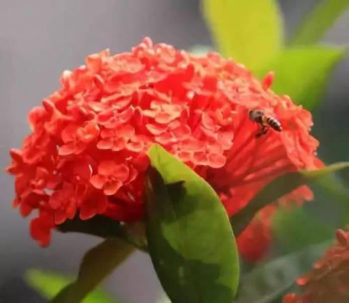 仙丹花的花语和传说（美丽的仙丹花绽放出的神秘与传奇）