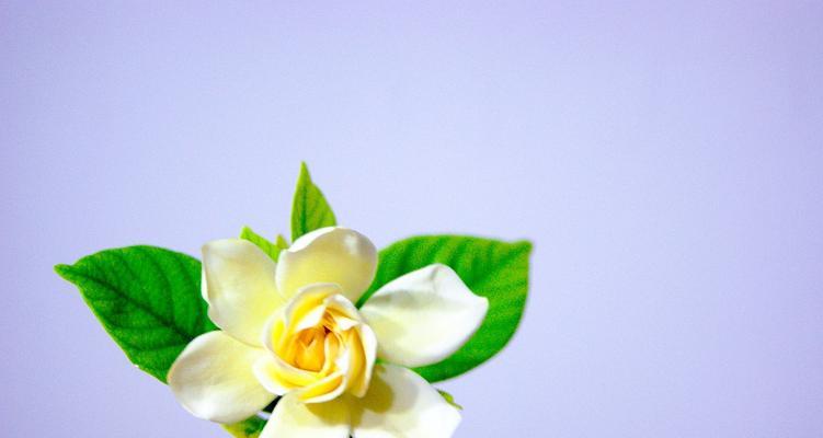 栀子花的花语与美丽传说（品味栀子花花期中的情感与寓意）