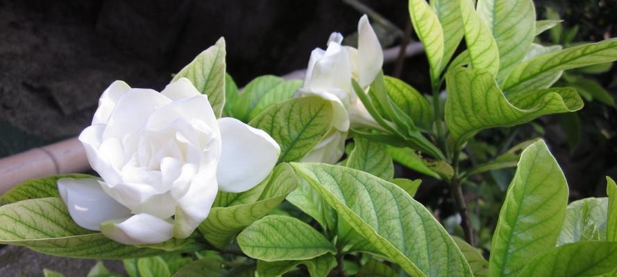 栀子花的花语和寓意（探寻栀子花的美丽与内涵）
