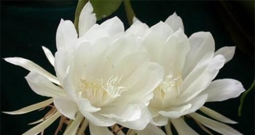 以昙花开（昙花开放的预兆与象征意义）