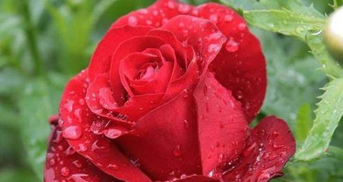 以15朵玫瑰代表的花语（传达爱情和感激之情的花朵语言）