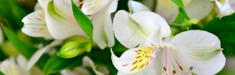 白百合的花语与含义（纯洁）