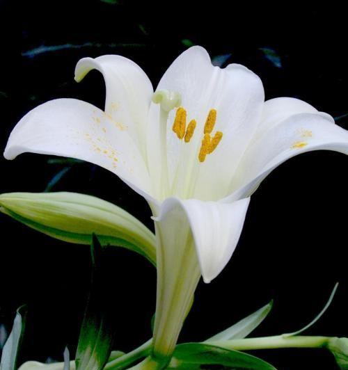 白百合花的花语与寓意（揭示白百合花在不同文化中的象征意义与情感表达）