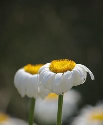 白菊花的象征意义及文化传承（解读白菊花在不同文化中的象征意义）