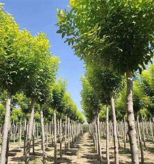 白蜡树的风水寓意与摆放位置（从寓意到摆放）