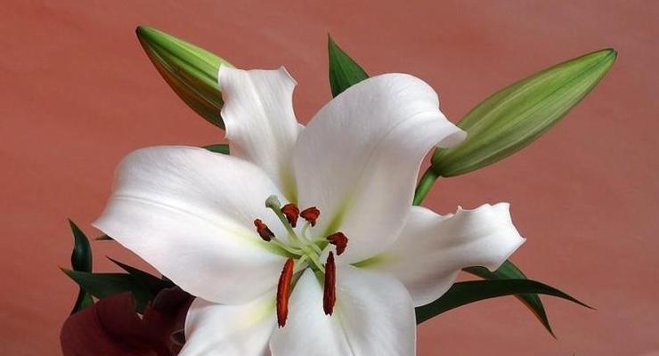解读百合花语的意义与象征（百合花语的深层寓意与内涵）