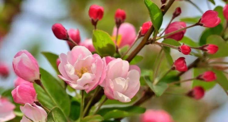 牡丹海棠开花时间及花期（一年开几次花）
