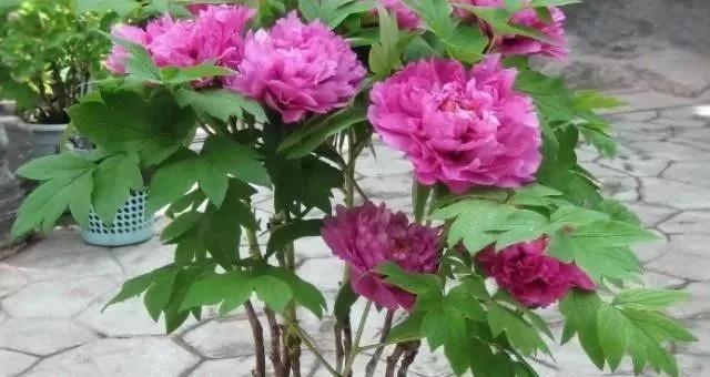 牡丹花扦插指南（时间）