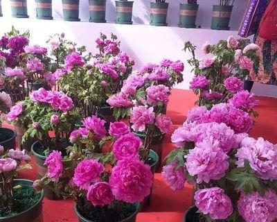 牡丹花嫁接成活率高的技巧（掌握正确的嫁接方法和时间）