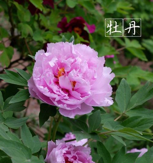 牡丹花的修剪方法（打造美丽的牡丹花园）