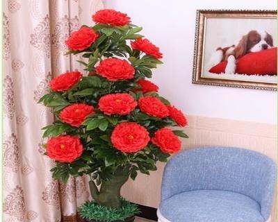 牡丹在花盆里的种植方法（如何在家中将牡丹种植在花盆中）