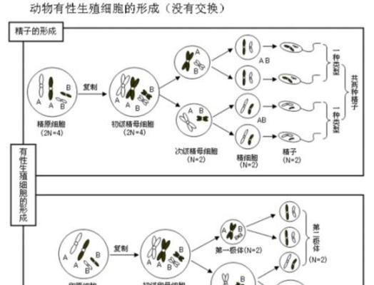 桑叶牡丹扦插繁殖方法及注意事项（掌握关键技巧）