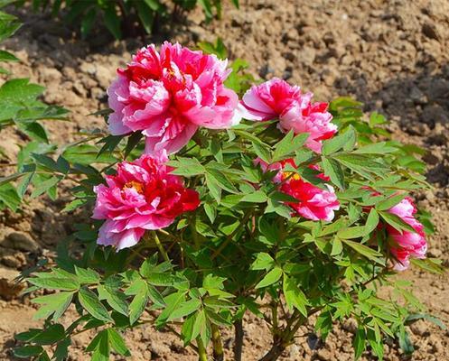 牡丹的生长习性与花期特点（夏季开花）