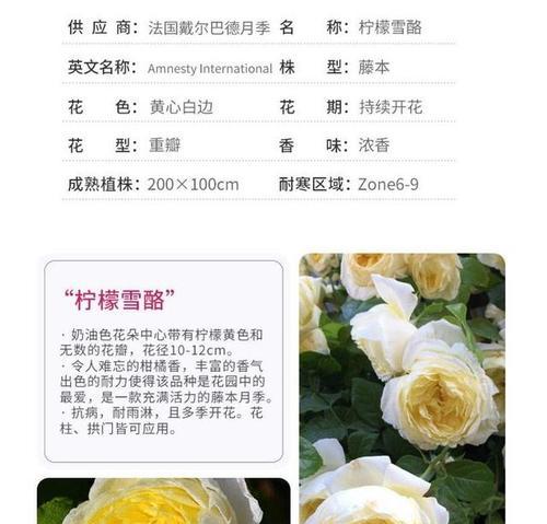 暮光之城月季（探究月季植物的分类与特征）