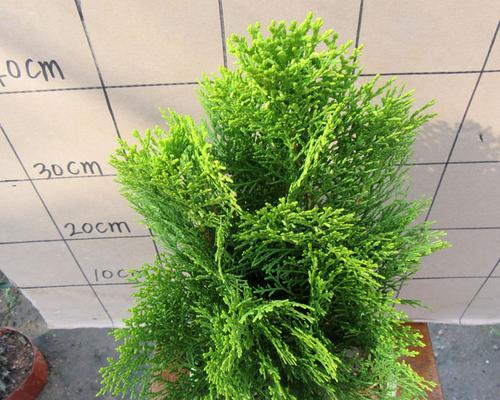 喜阴的木本植物大全（探秘适合阴暗环境的植物世界）