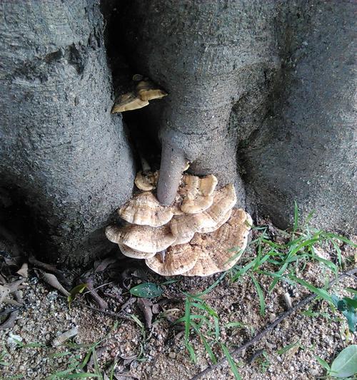 地木耳生长之地（探秘地木耳生长的环境和条件）