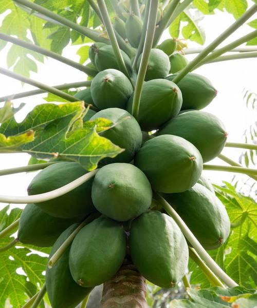 木瓜的成熟过程（从果实到果熟）