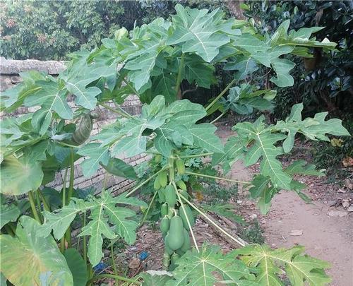 家门口种植木瓜，让生活更健康（木瓜的种植方法及其健康价值）