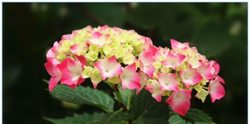 八仙花的花语与美好祝福（一朵花开）