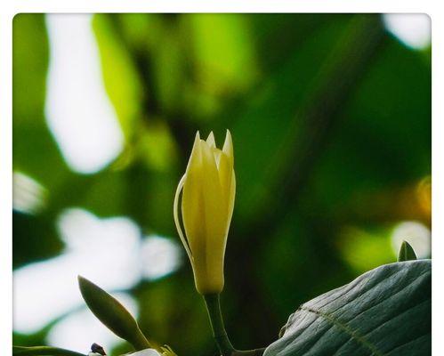 白兰花的花语与传说（探秘白兰花的美丽花语和神奇传说）