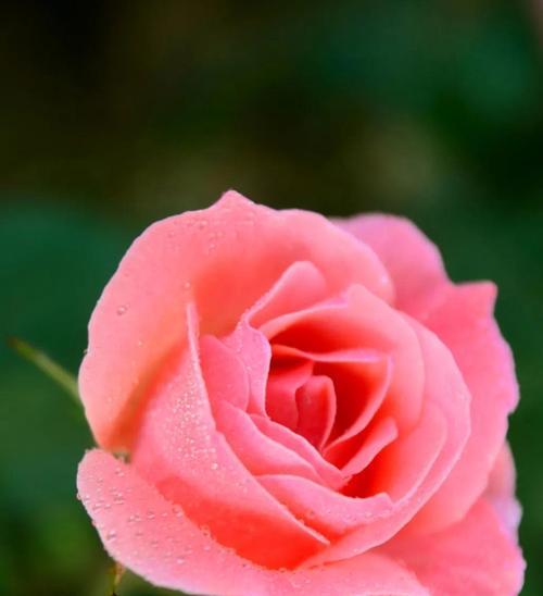 白色月季花语-纯洁与神秘（探寻白色月季背后的意义和象征）