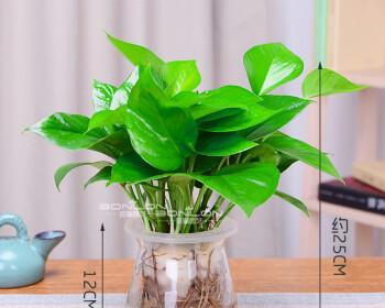 办公室绿萝花语-提升工作环境的小秘密（通过绿萝植物的力量创造舒适的办公环境）