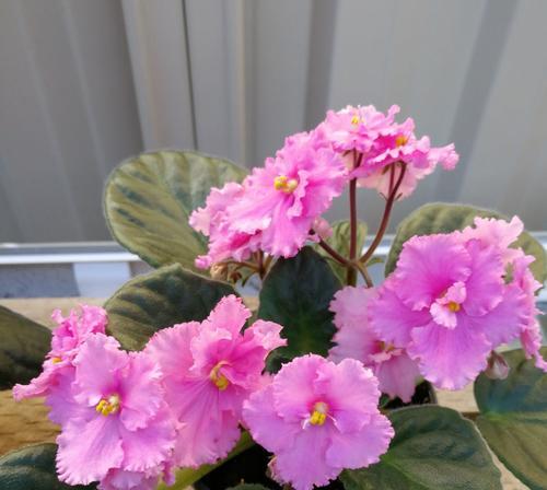 非洲紫罗兰花语的美丽意境（探索非洲紫罗兰的花语及象征意义）