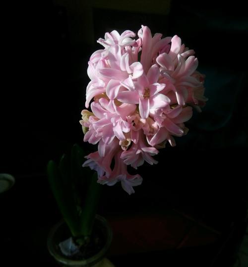 风信子（解读风信子的花语）