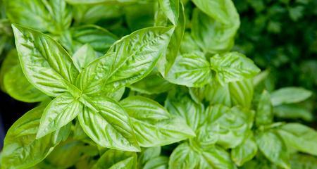 蔬菜是草本植物吗（探究蔬菜的生物学归属及特征）