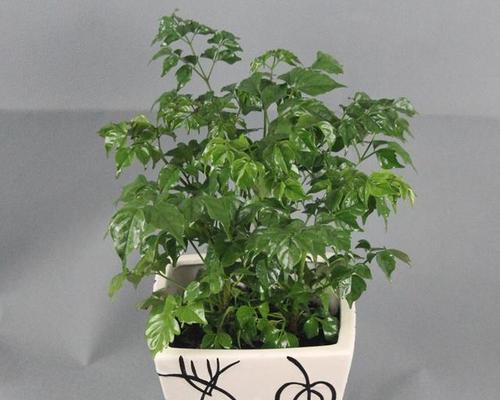 属狗种，这些植物最适合与你的宠物共同生活（让你的属狗宠物爱上它们的花园）