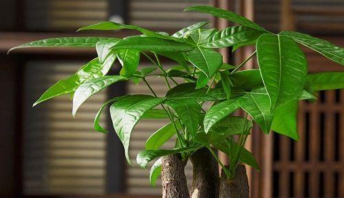 86属虎养什么植物旺财（探寻适合86属虎养的植物）
