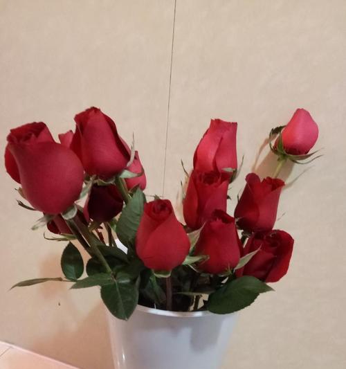 肯尼亚红玫瑰花语（探寻肯尼亚红玫瑰的浪漫魅力与情感语言）