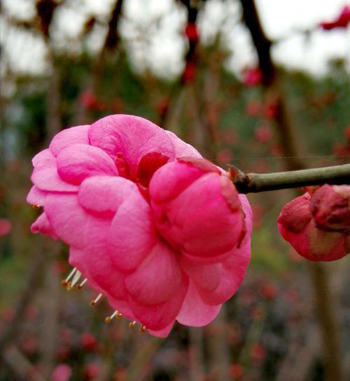 腊梅花（腊梅花的花语和象征意义）