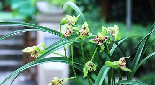 以兰花开花的象征意义（探寻兰花的文化内涵与象征象征）