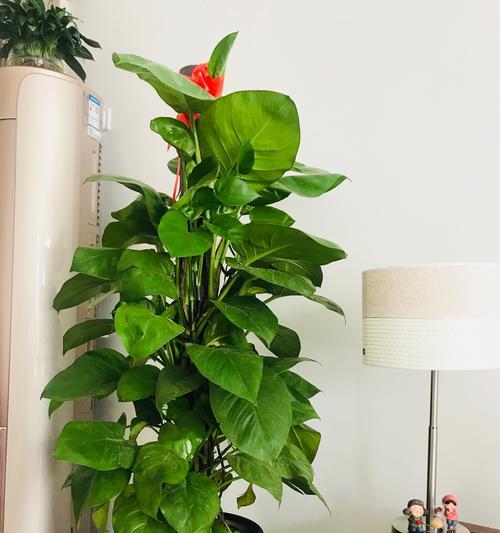 绿萝的寓意与花语（以绿萝为主题的花语和寓意解读）