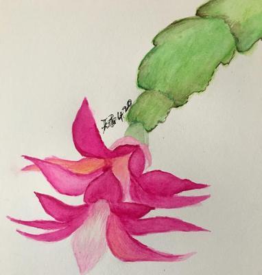 毛蟹爪兰，花开花落，情动心弦（宁静致远的花海世界）