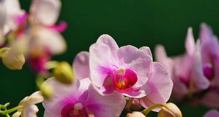 探寻兰花的花语和寓意（花开寓意）