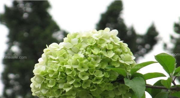 以琼花花语的深层含义（揭开以琼花花语背后的秘密）