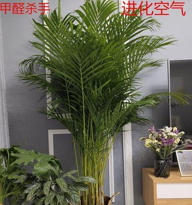 以散尾葵的寓意为主题的文章（寓意深远的散尾葵与人生哲理）