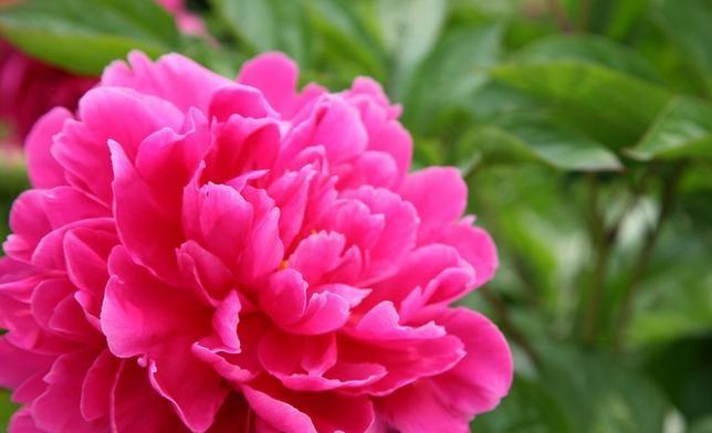 芍药花的花语及寓意（了解芍药花的含义）