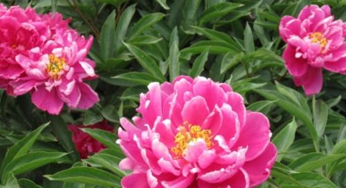 芍药花的寓意与象征——揭示其美丽与深意（美丽的芍药花）