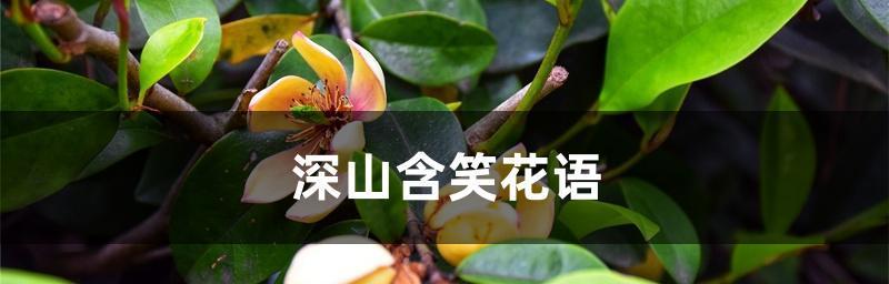 深山含笑的花语（解读与感悟深山花的微笑）