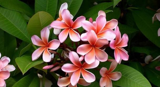 十二星座的花卉代表（揭开星座与花之奥秘）
