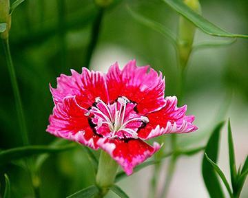石竹花花语（石竹花花语的意义与传承）