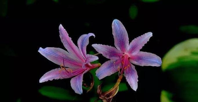 时钟花之谜——花语和传说故事解读（揭秘时钟花的花语和神秘的传说故事）