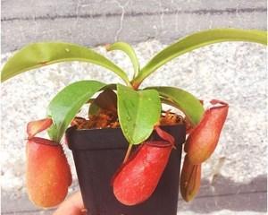 食人花的花语——惊险与诱惑并存（探秘食人花的神秘世界）