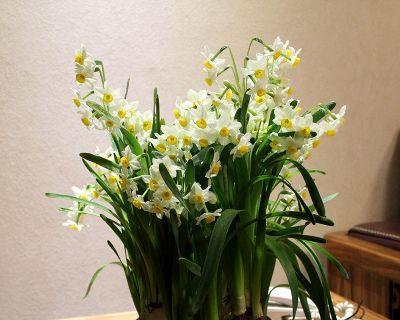 水仙花的象征意义及美丽之源（揭开水仙花的神秘面纱）