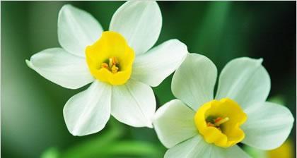 中国水仙花之美——花语与寓意（探寻中国水仙花的花语）
