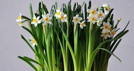 水仙花的美丽与寓意（探索水仙花的奥秘）